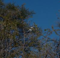 Bootsfahrt im Delta - Graueisvogel