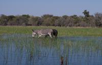 Bootsfahrt im Delta - Grauesel