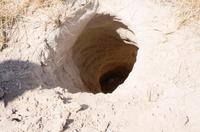 Inselwanderung - Erdferkelbau