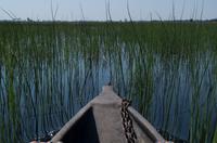 Okavango Delta - mit Mokoros unterwegs