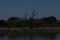 Bootsfahrt im Delta - Schreiseeadler
