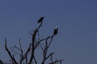 Bootsfahrt im Delta - Schreiseeadler