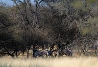 Royal Tree Lodge - auf dem Gelände entdeckt: Oryxe