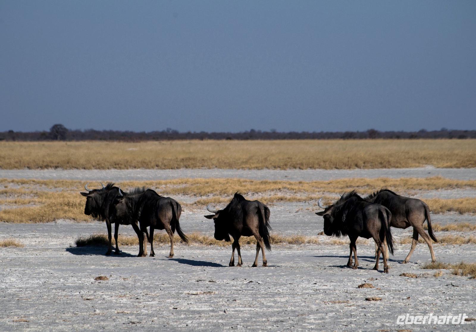 Salzpfannen bei Nata - Gnus