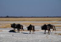 Salzpfannen bei Nata - Gnus