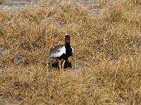 Salzpfannen bei Nata - Sie sehen: Die Gackeltrappe
