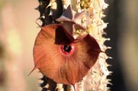 Heißbegehrtes Fotomotiv