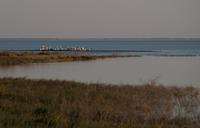 Salzpfannen bei Nata - See mit Pelikanen