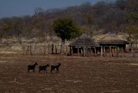 Simbabwe - rund um Hwange
