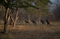 Simbabwe - rund um Hwange