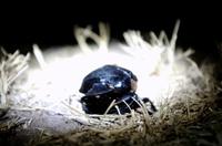 Afrikanischer Pillendreher