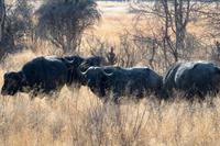 Hwange Nationalpark - Pirschfahrt