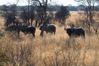 Hwange Nationalpark - Pirschfahrt