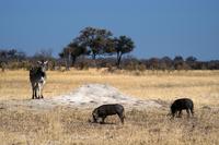 Hwange Nationalpark - Pirschfahrt