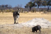 Hwange Nationalpark - Pirschfahrt
