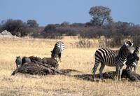 Hwange Nationalpark - Pirschfahrt