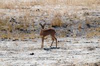 Hwange NP - Steenbock
