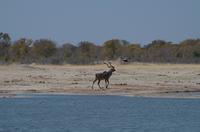 Hwange Nationalpark - Pirschfahrt