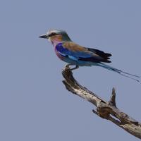 Hwange NP - Gabelracke