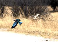 Hwange NP - Gabelracke