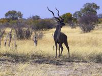 Hwange NP - Kudubock