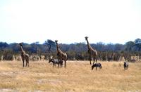 Hwange NP - Pirschfahrt