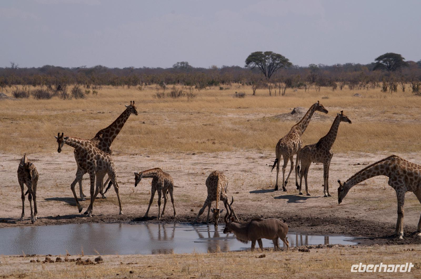 Hwange NP - am Wasserloch