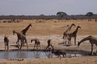 Hwange NP - am Wasserloch