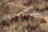 Hwange NP - Löwenschmaus