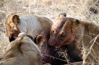 Hwange NP - Löwen