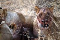 Hwange NP - Löwen
