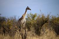 Hwange NP - Pirschfahrt