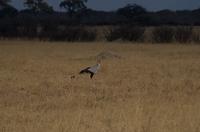 Hwange NP - Sekretär