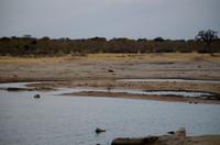 Hwange NP - Kino am Wasserloch