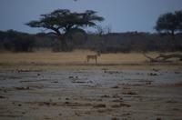 Hwange NP - Kino am Wasserloch