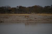 Hwange NP - Kino am Wasserloch