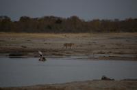 Hwange NP - Kino am Wasserloch