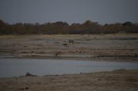 Hwange NP - Kino am Wasserloch