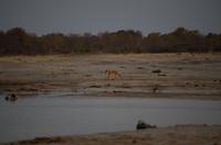 Hwange NP - Kino am Wasserloch