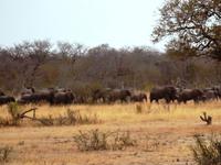 Hwange NP - Pirschfahrt