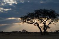 Hwange NP - Pirschfahrt