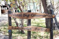 Painted Dog Conservation - Projekt zum Schutz der Wildhunde