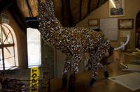 Painted Dog Conservation - Projekt zum Schutz der Wildhunde