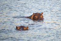Sunset Cruise auf dem Sambezi