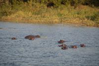 Sunset Cruise auf dem Sambezi