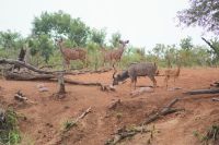 127 Kudus