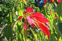 Weihnachtsstern in Zimbabwe