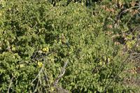 Bienenfresser im Busch