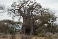 baobab baum im tarangire NP