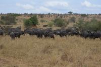 Büffelherde Manyara NP